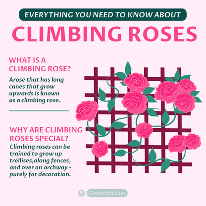 Royal Black Climbing Rose Seeds