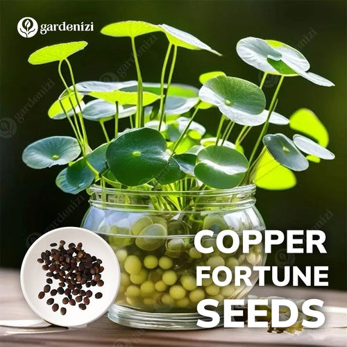 Copper Fortune Seeds • gardenbreezy