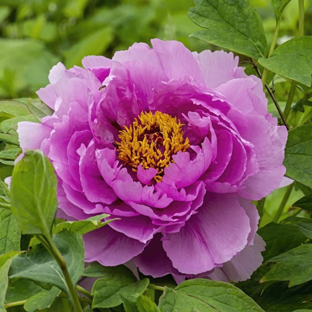 Heirloom Peony Flower Seeds