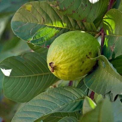 Pink Guava Seeds • gardenbreezy