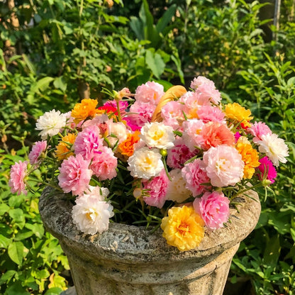 Moss Rose Seeds (Mix) • gardenbreezy