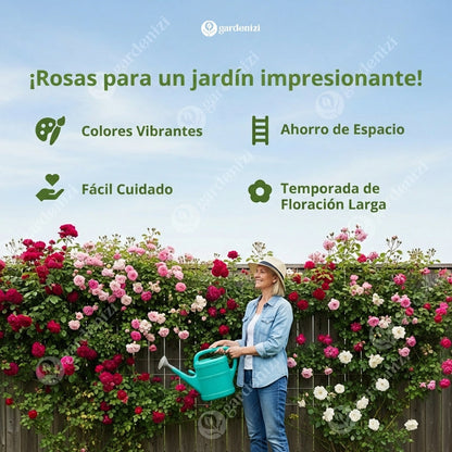 Semillas de Rosa Trepadora Royal