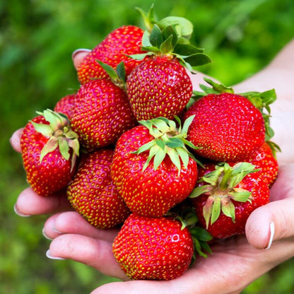 Royal Strawberry Seed  • gardenbreezy