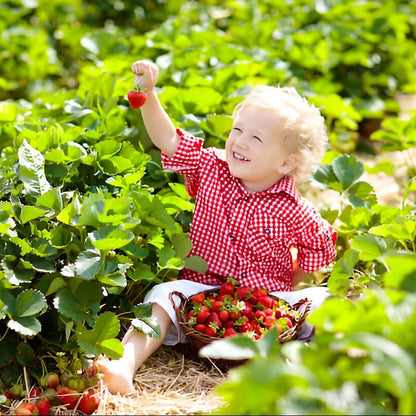 Royal Strawberry Seed  • gardenbreezy