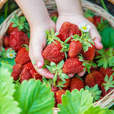 Royal Strawberry Seed  • gardenbreezy