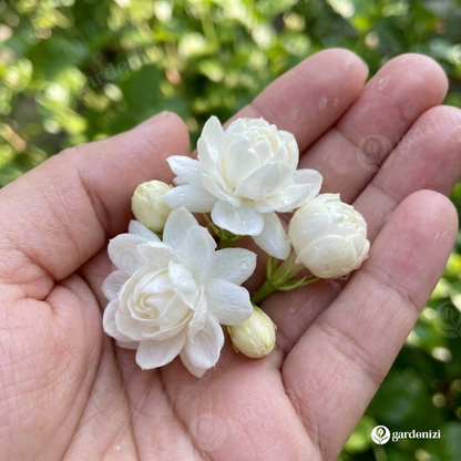 Majestic Jasmine Seeds • gardenbreezy