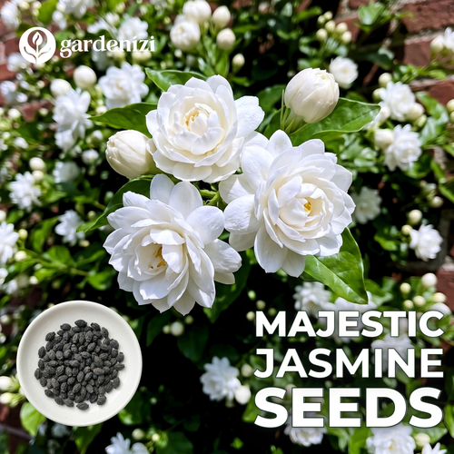 Majestic Jasmine Seeds • gardenbreezy