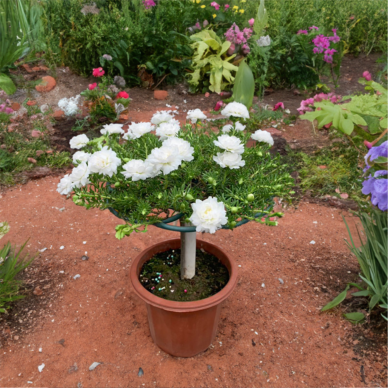 MossRose Climbing Support (2Pcs)
