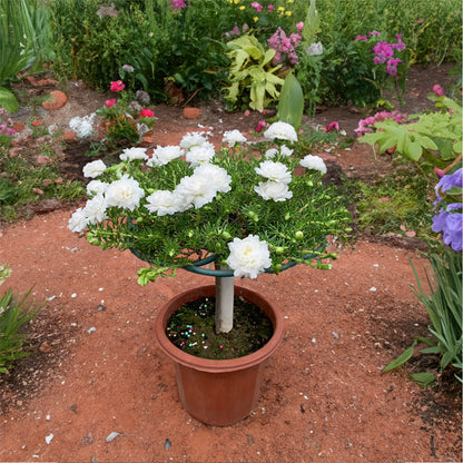 MossRose Climbing Support (2Pcs)