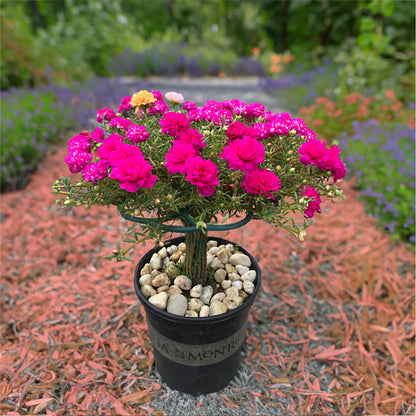 MossRose Climbing Support (2Pcs)