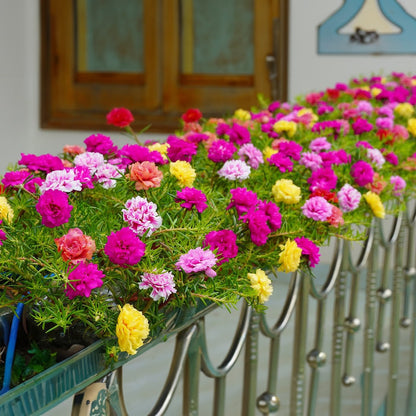 Moss Rose Seeds (Mix) • gardenbreezy