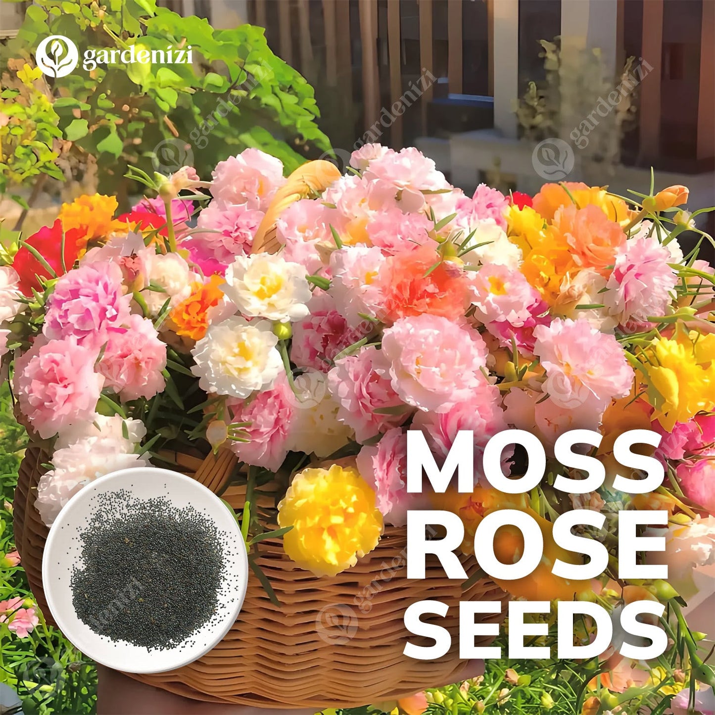 Moss Rose Seeds (Mix) • gardenbreezy