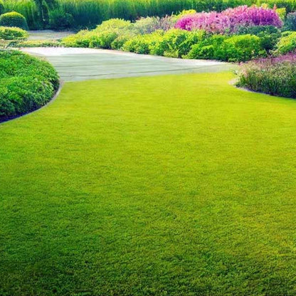 Royal Grass Seeds • gardenbreezy