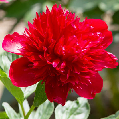 Heirloom Peony Flower Seeds