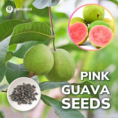 Pink Guava Seeds • gardenbreezy