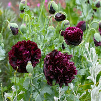 dark plum