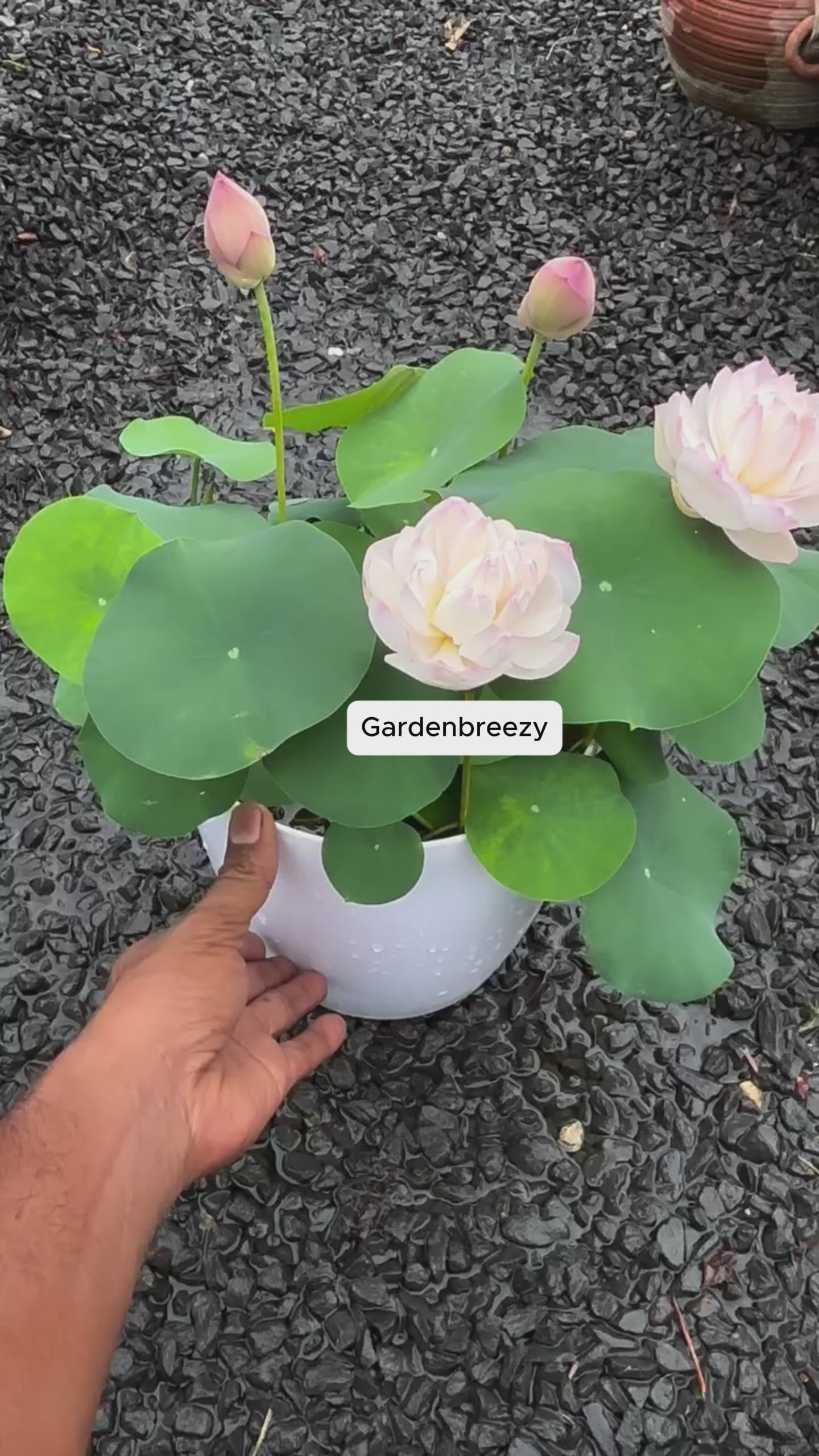 Lotus flowers in real gardens, video 2