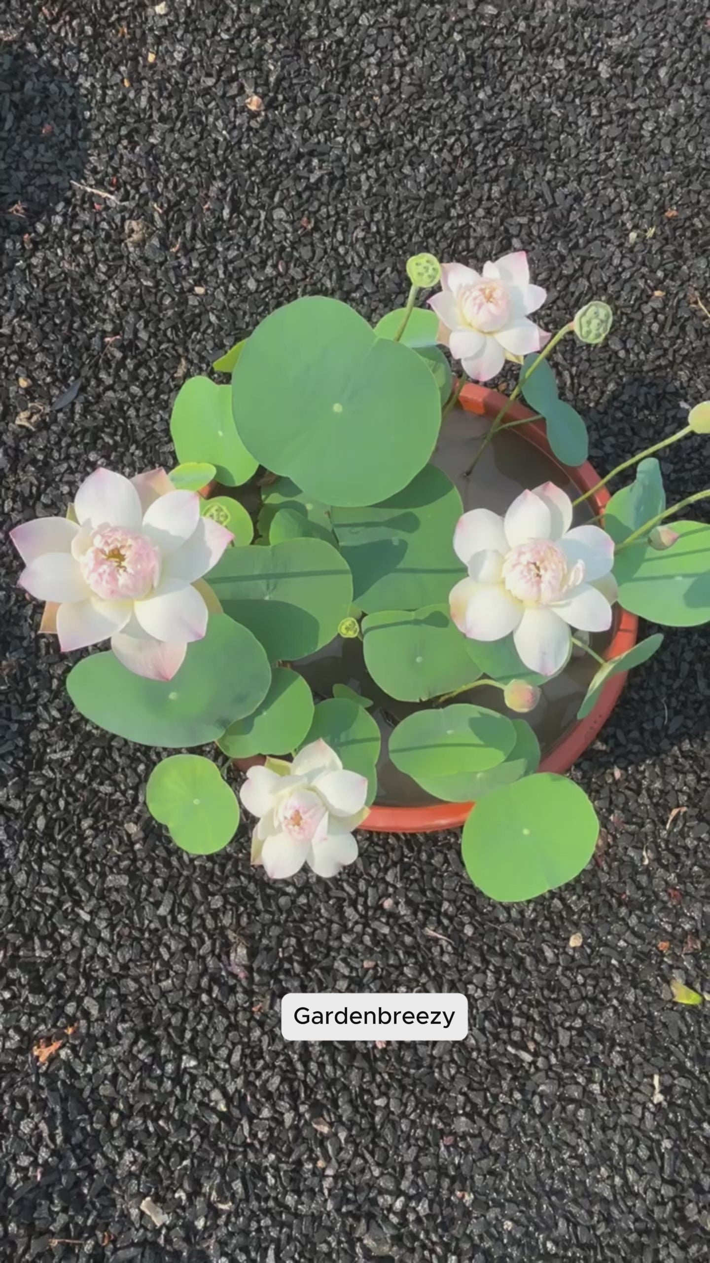 Lotus flowers in real gardens, video 6