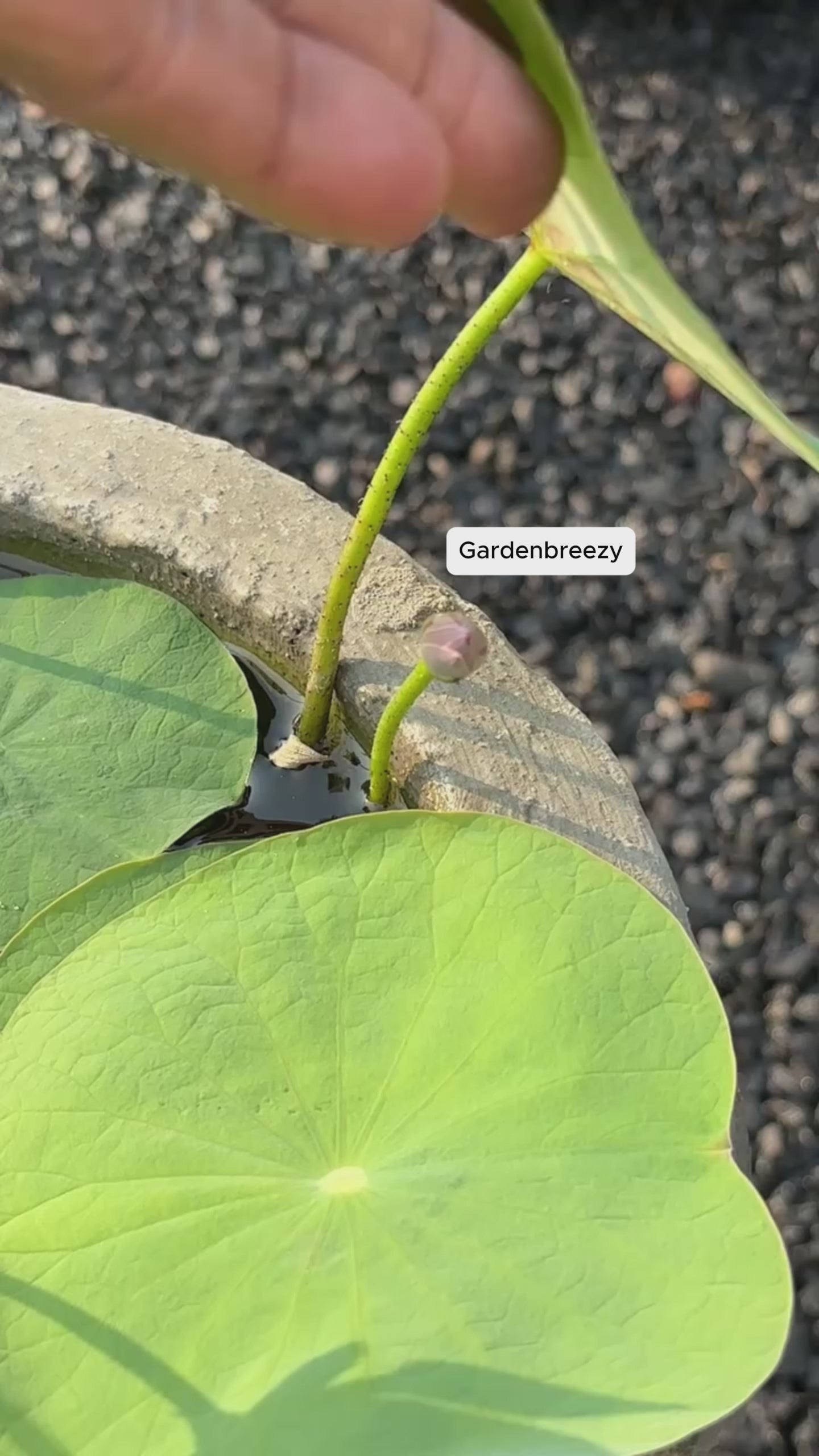 Lotus flowers in real gardens, video 4