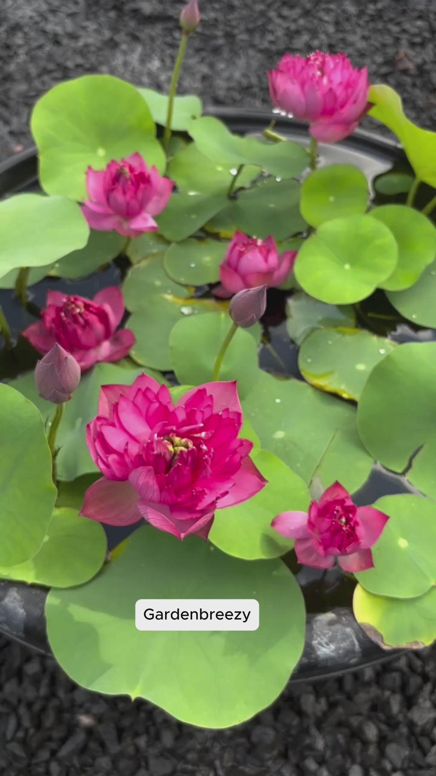 Lotus flowers in real gardens, video 1