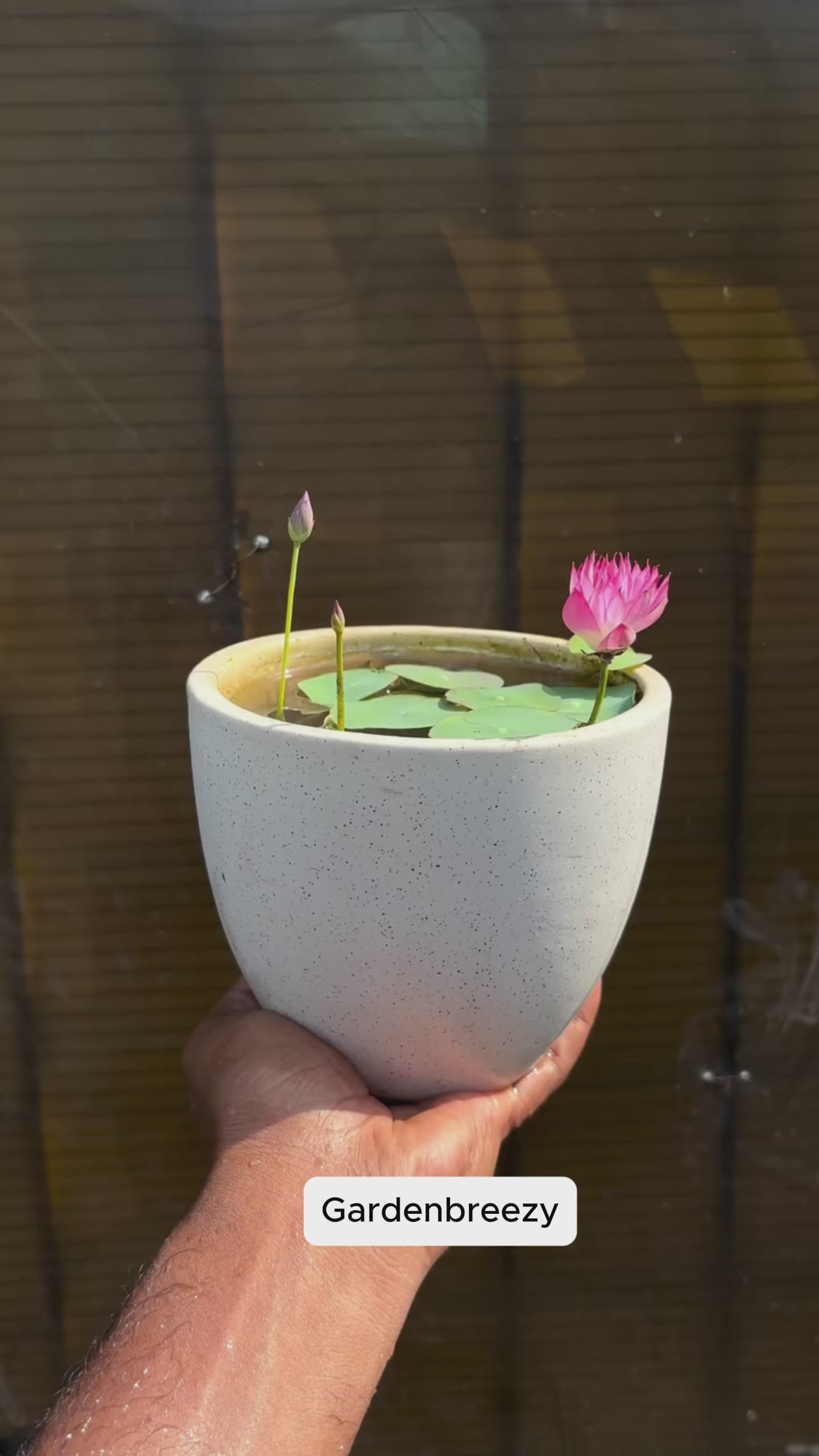 Lotus flowers in real gardens, video 3