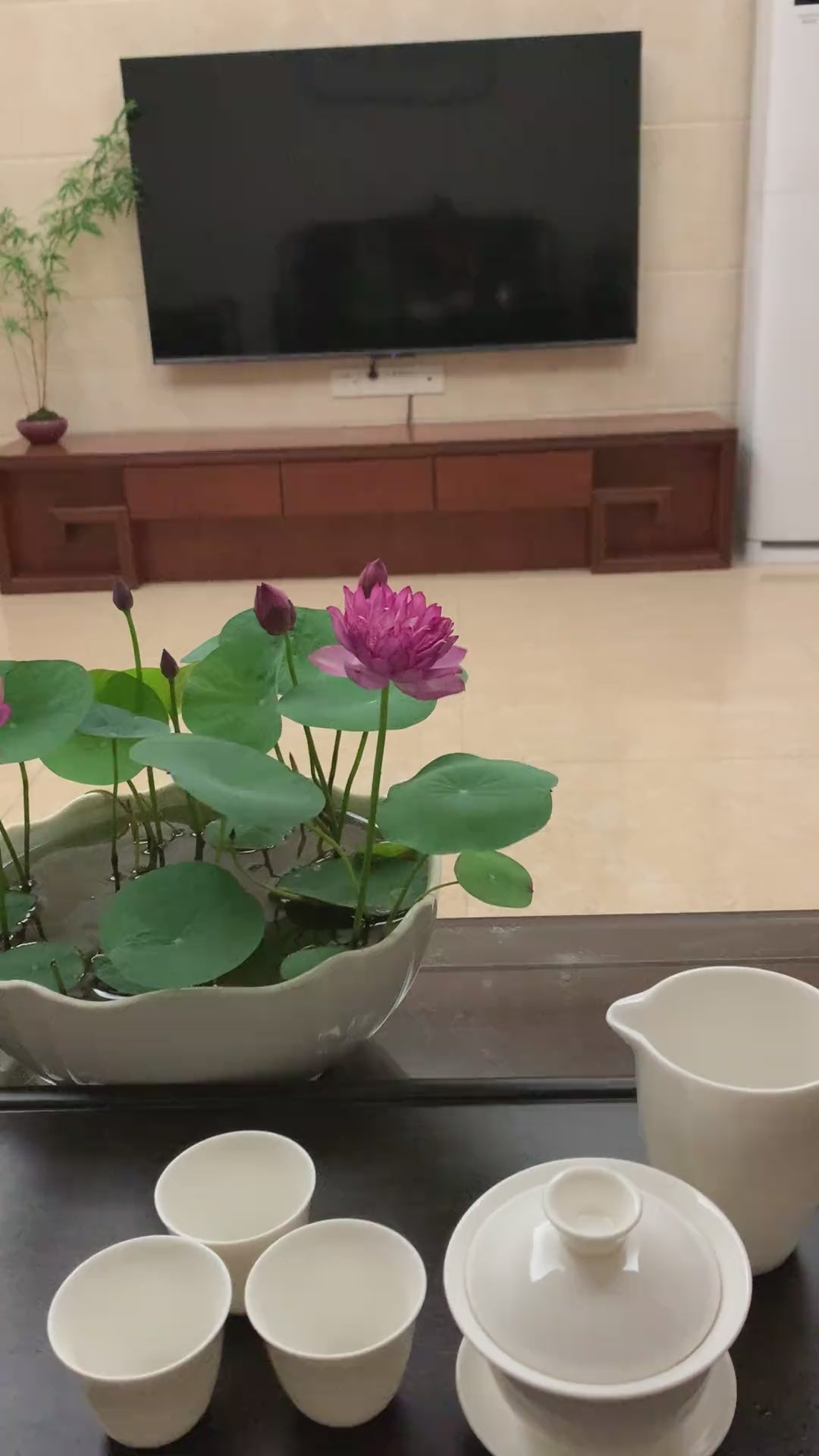 Lotus flowers in real gardens, video 5