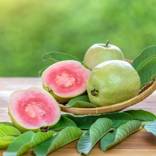 Pink Guava Seeds • gardenbreezy